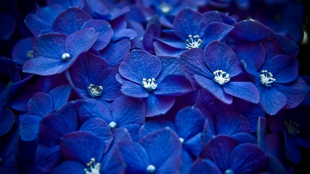 HD Blue Flower Wallpapers.