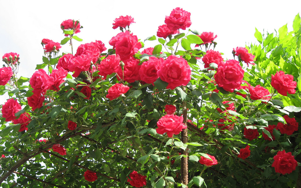 amazing rose scene
