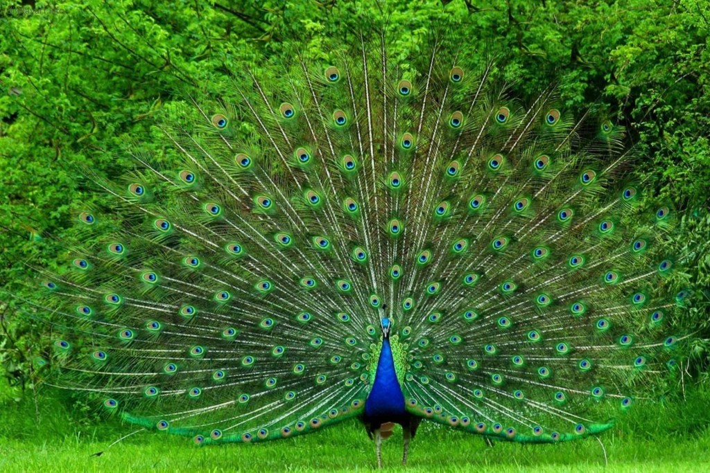 awesome dancing peacock