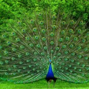 awesome dancing peacock