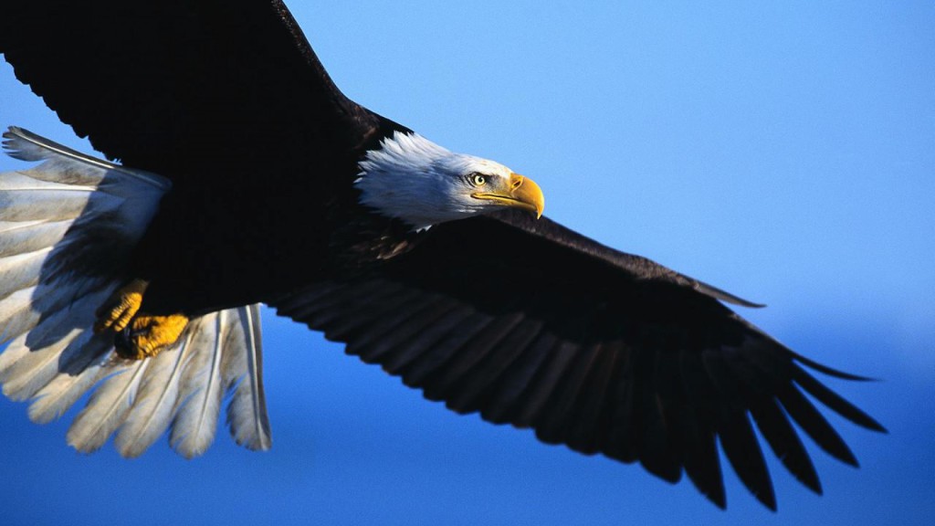 black eagle on the flying