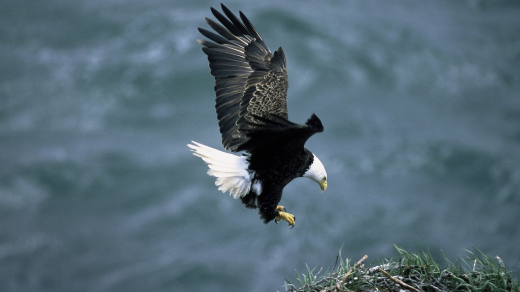 black eagles
