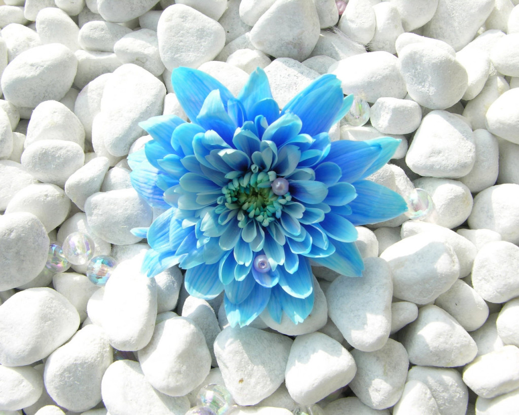 blue rose with white stones