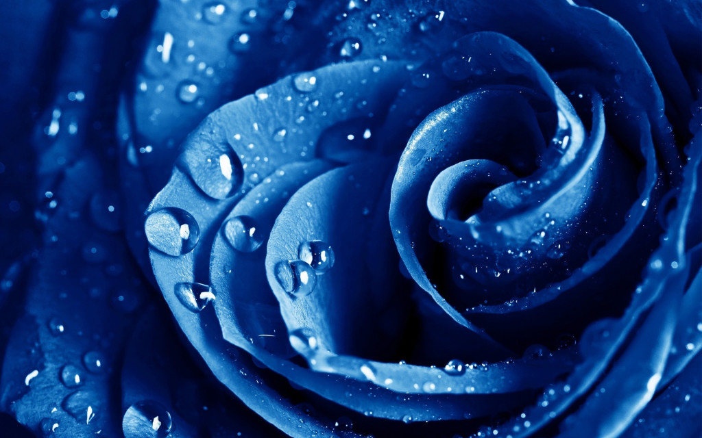 blue rose drops