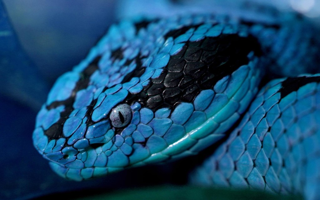 Snake Blue