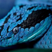 Snake Blue