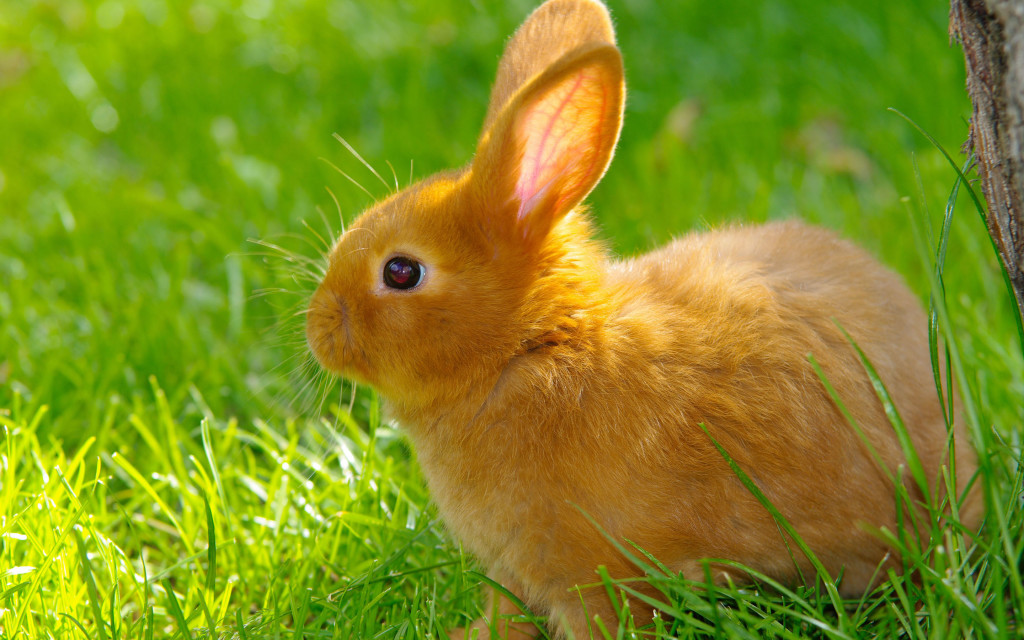 browns rabbit