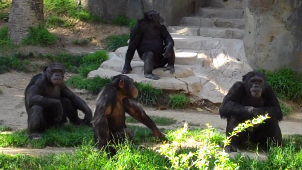 amazing chimpanzee