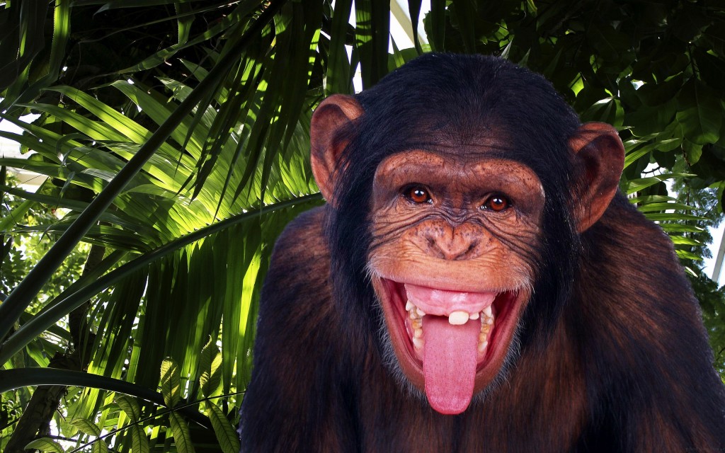 chimpanzee long taunge