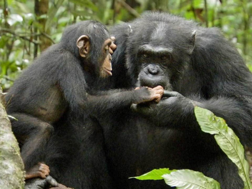 chimpanzee babies