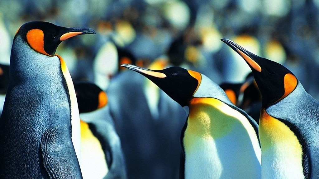 Penguin colors
