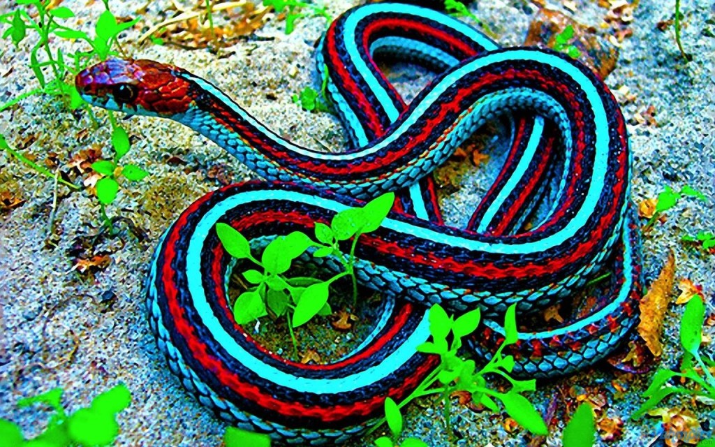 amazing colours of snake