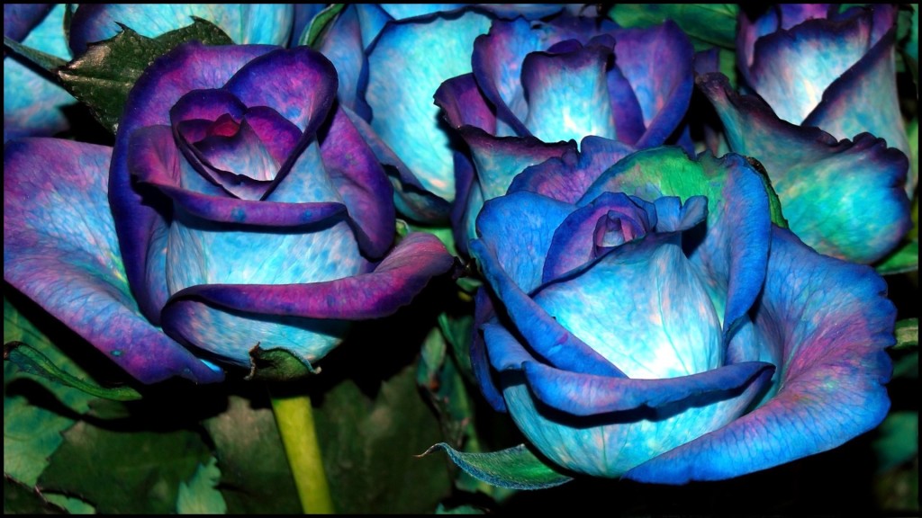blue colours flower