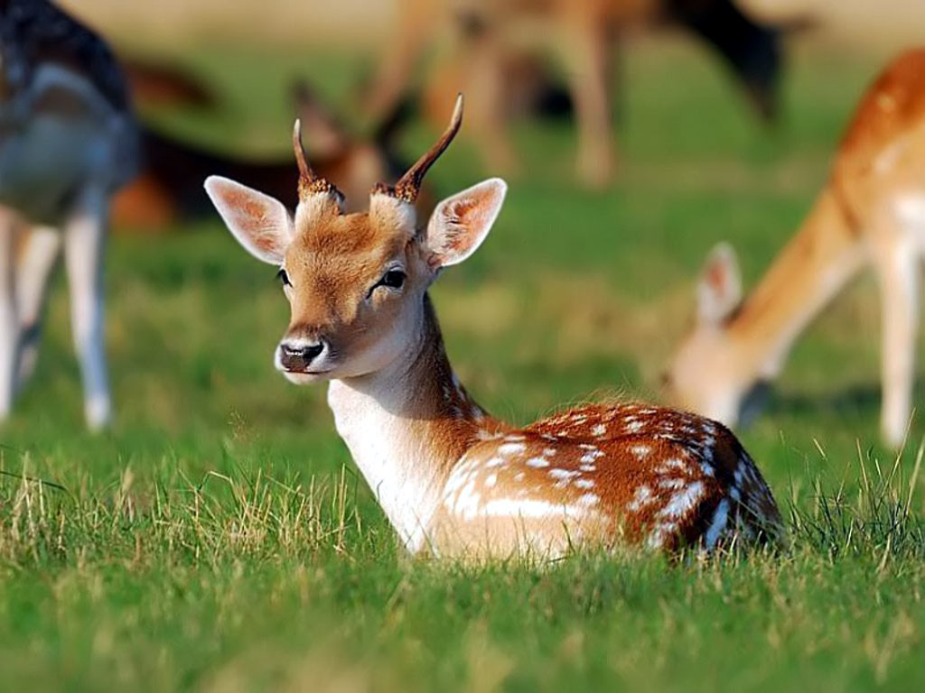 deer baby in gras