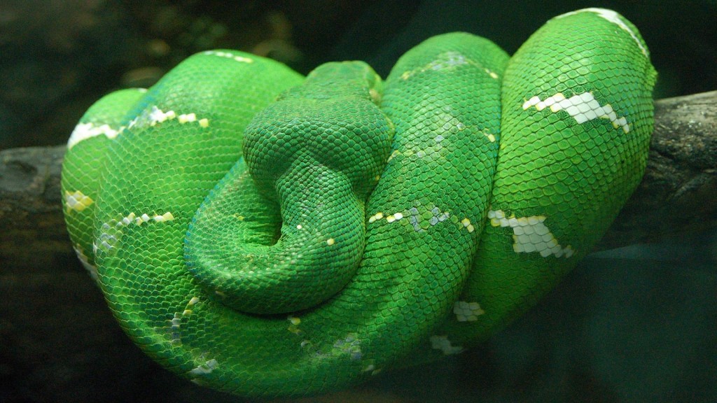 small python