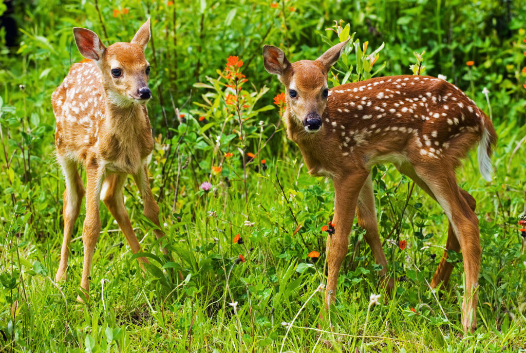 twins deer babies