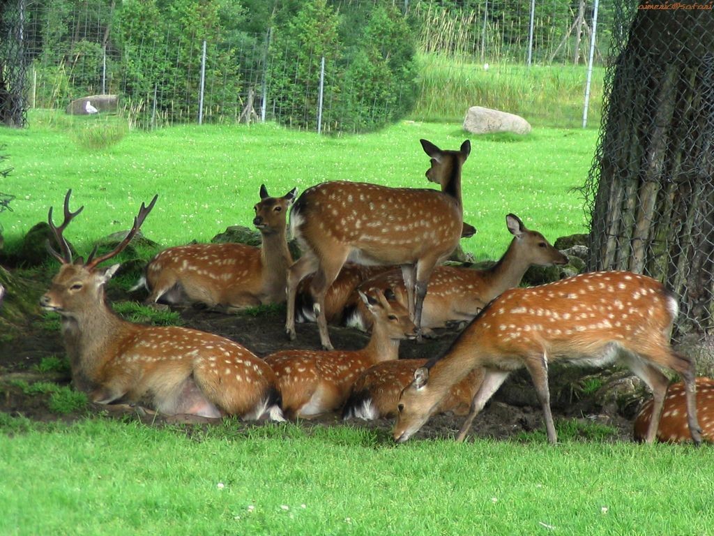 rest mode in deer