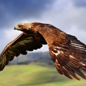 amazing eagle flying