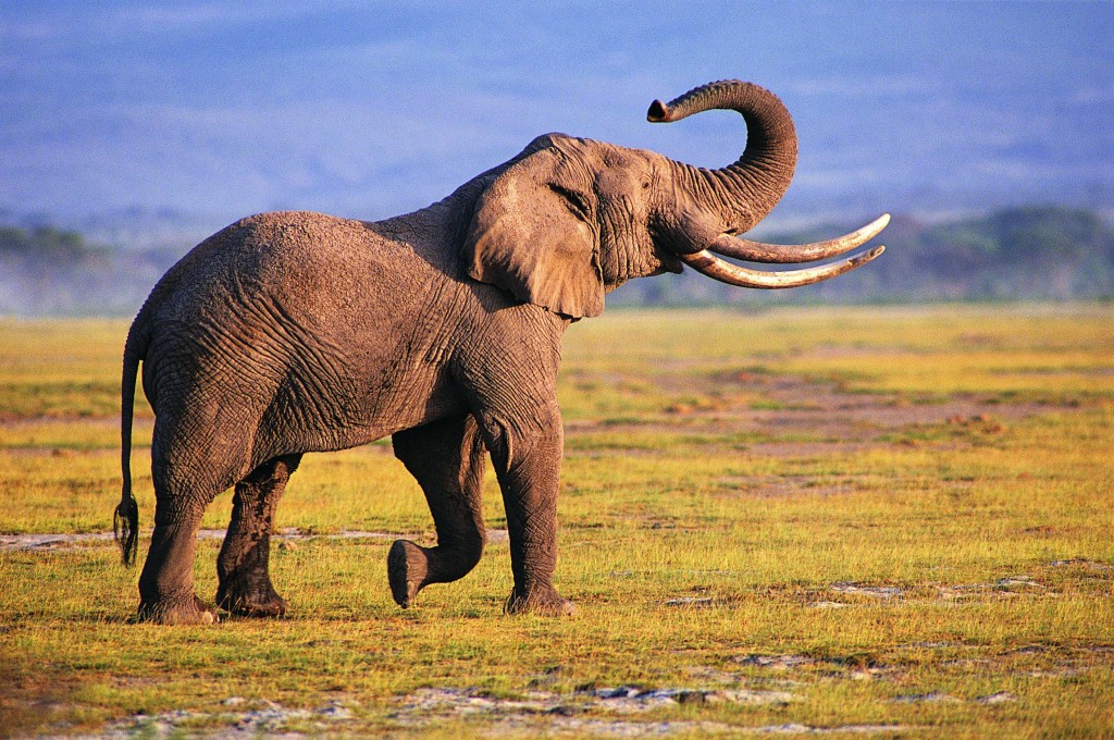 elephant enjoy in forrest