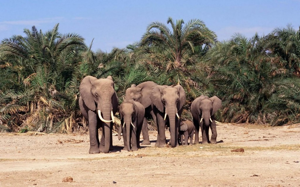 big families of elephant