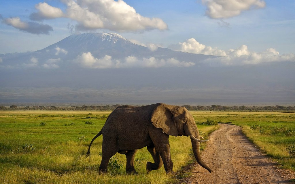 Elephant walk in road