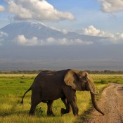 Elephant walk in road