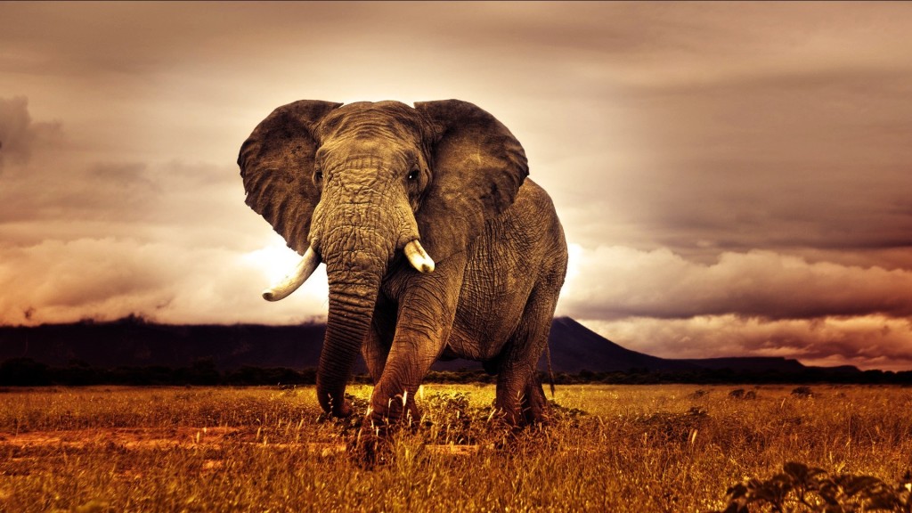 long elephant