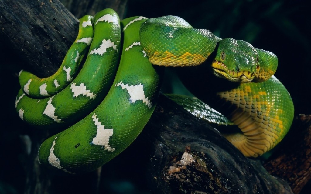 white and green snake