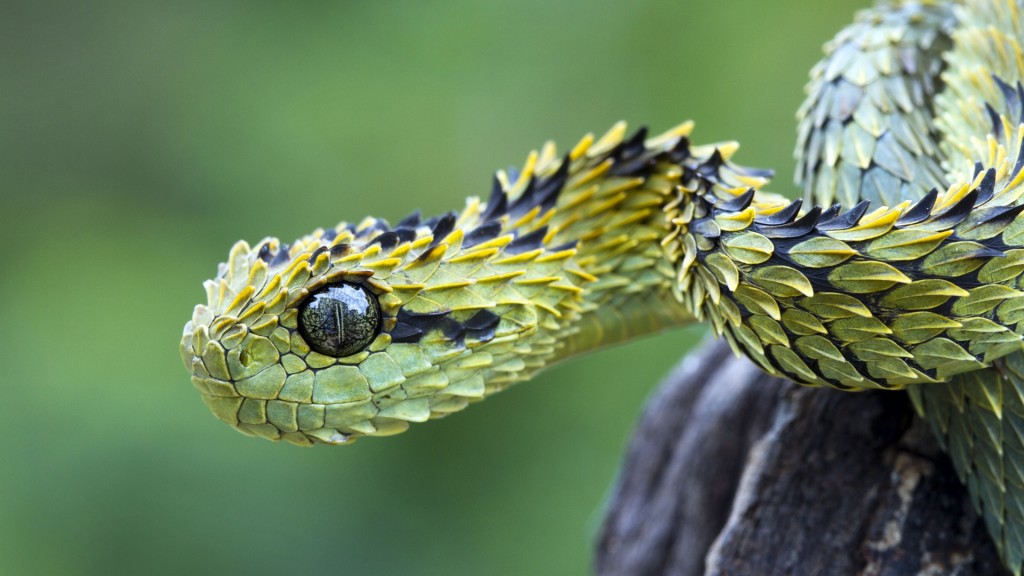 light green snake