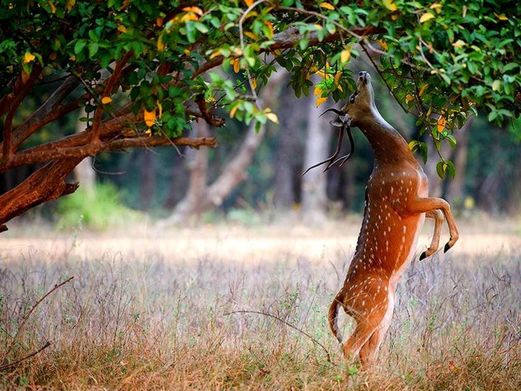 deer jumping
