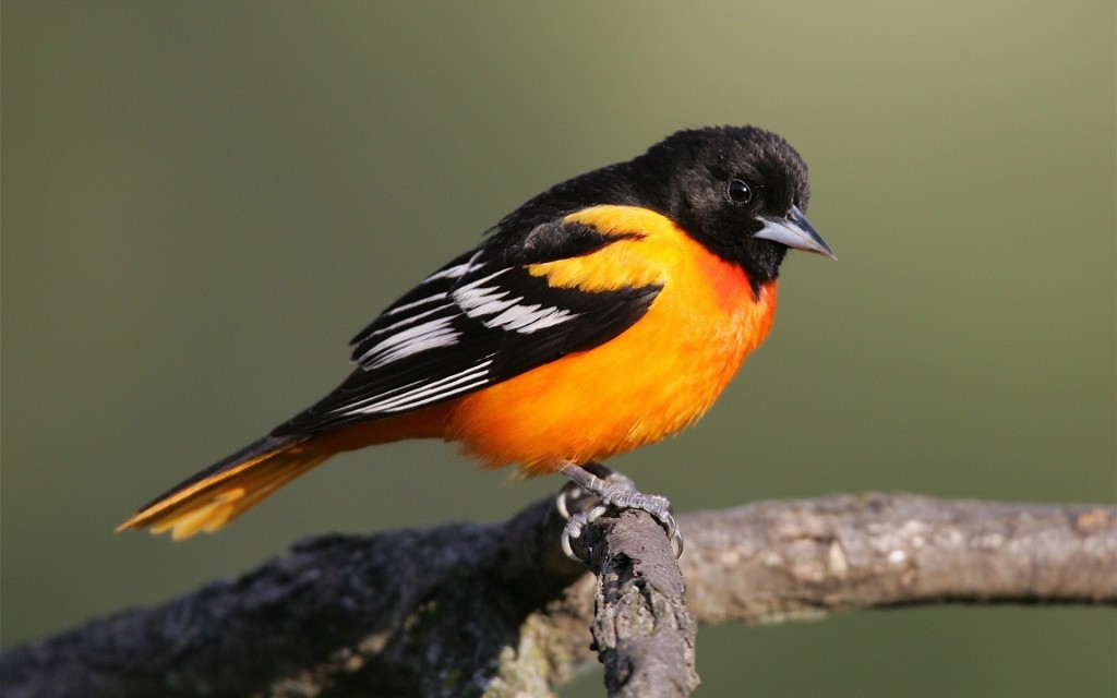 orange and black sparrow