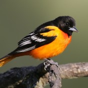 orange and black sparrow