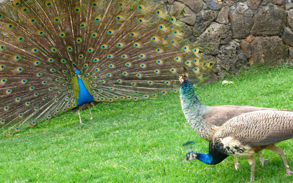 garden dancing peacock