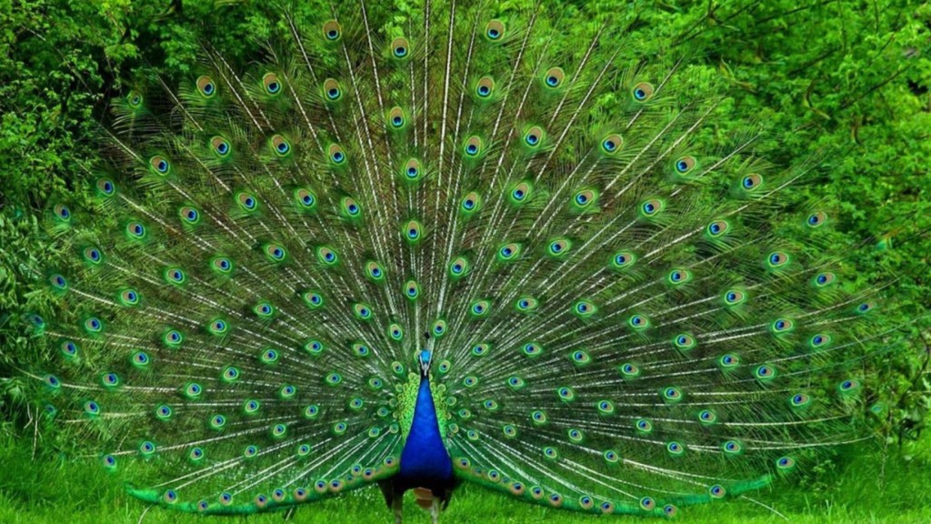 peacock dancing