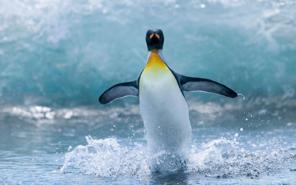 Penguin running