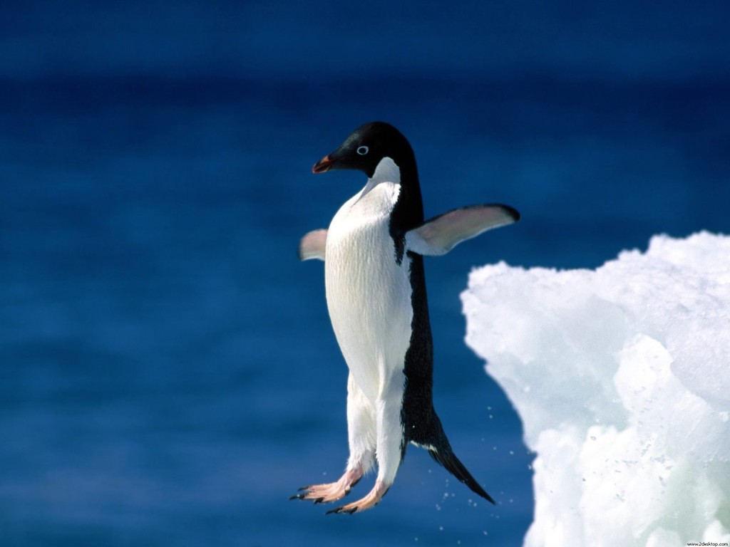 Penguin jump in water