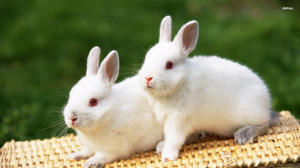 white rabbit couple