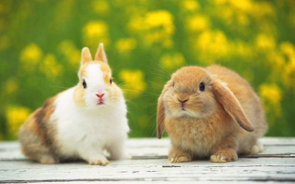 cute rabbit babies