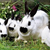 rabbit with babies