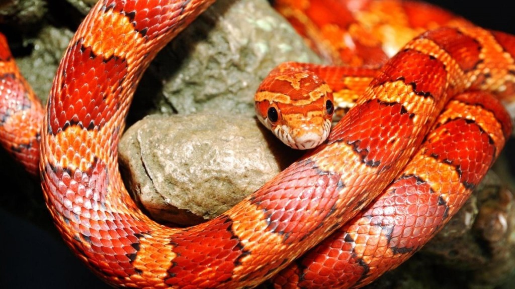 red snake