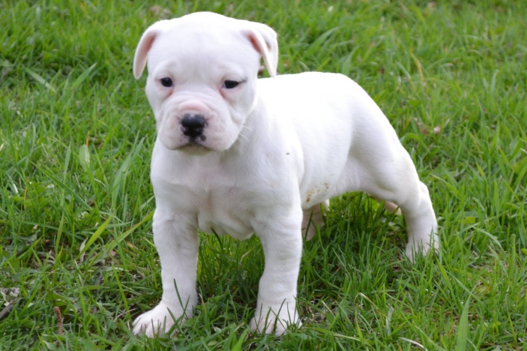 white bulldog puppy