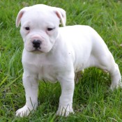 white bulldog puppy
