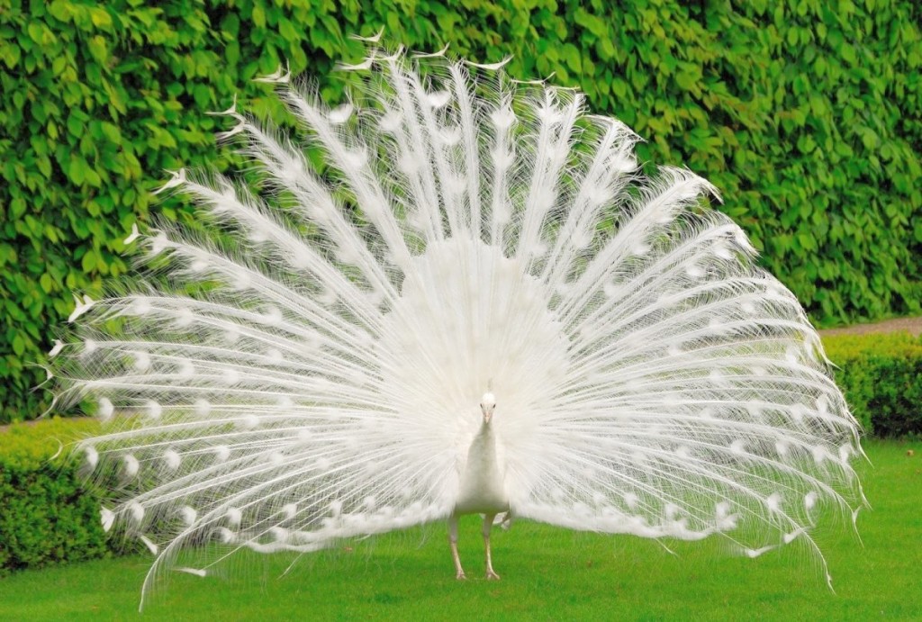 amazing dancing peacock