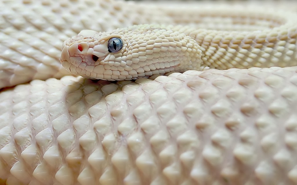 white color snake
