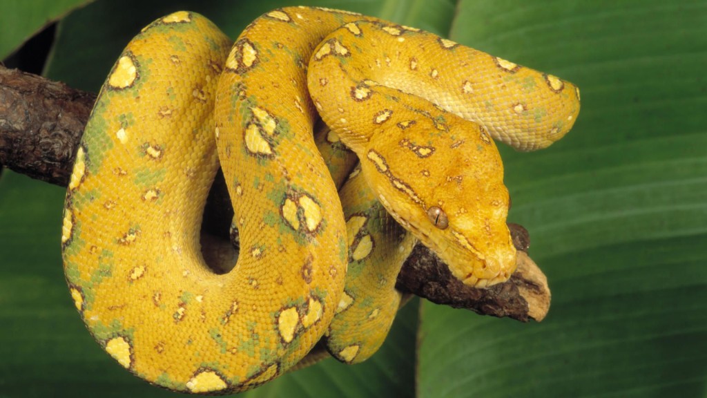 yellow python