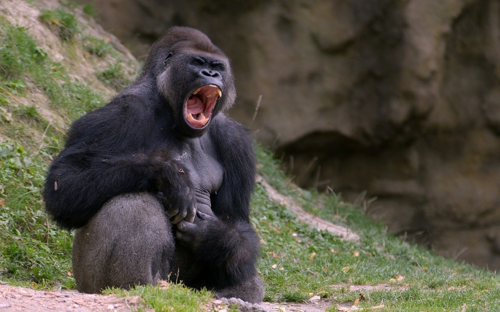 gorilla angry