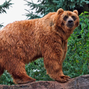jumbo bear