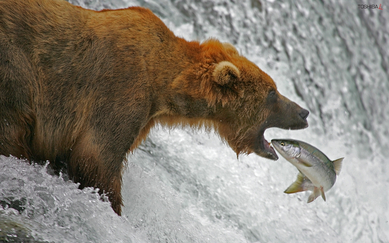 bear catch fish