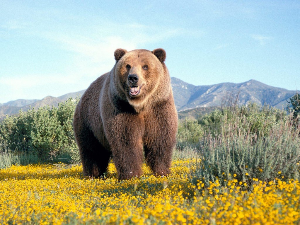 cute bear