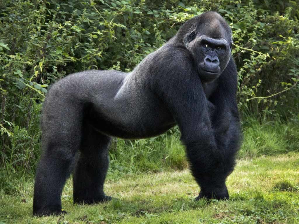 huge gorilla